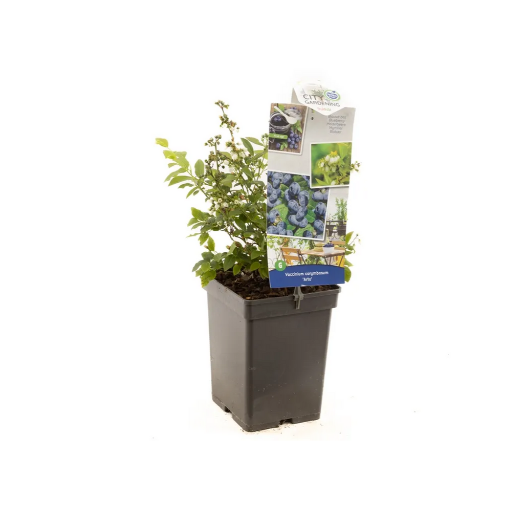 Compacte blauwe bes (Vaccinium corymbosum Arto) H 60 ø 18 cm