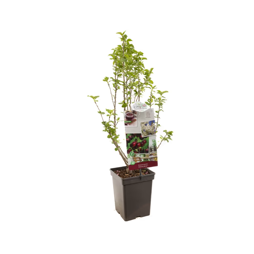 Dwergkers (Prunus avium Cherry BOOP) H 90 ø 18 cm