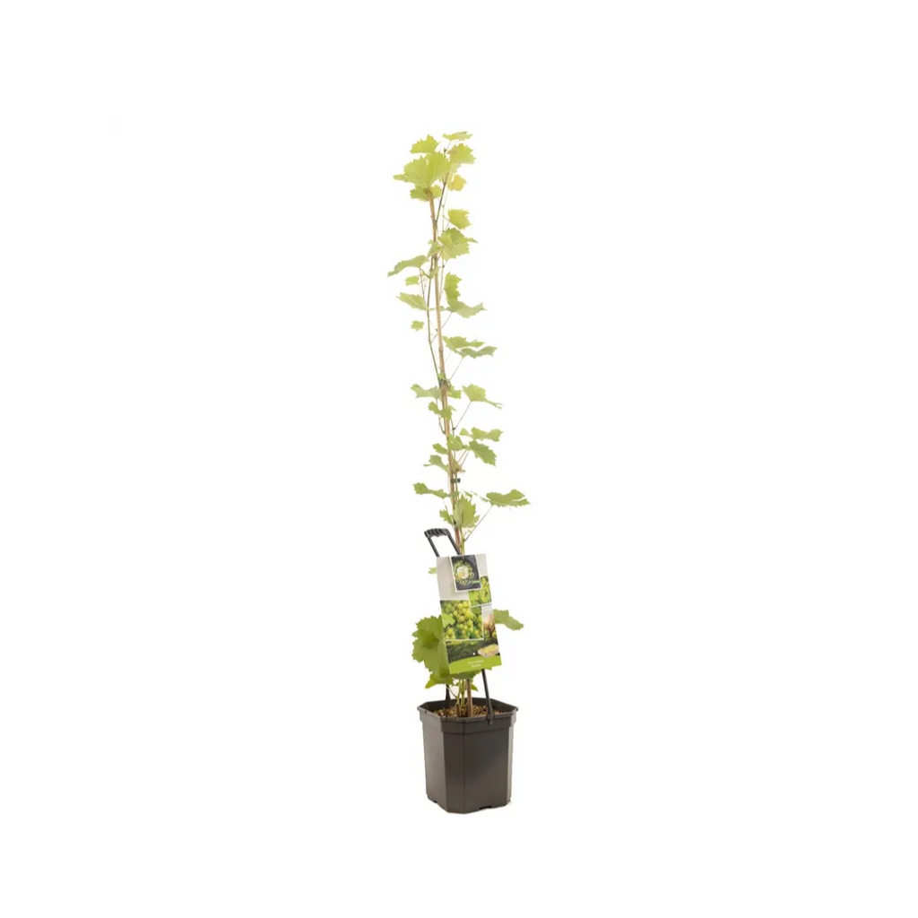 Witte druif (Vitis vinifera Solaris P24) H 150 ø 24 cm