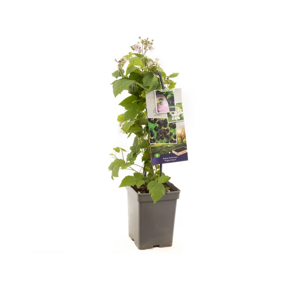 Doornloze braam (Rubus frut. Triple Crown - draagbeu) H 65 ø 18 cm