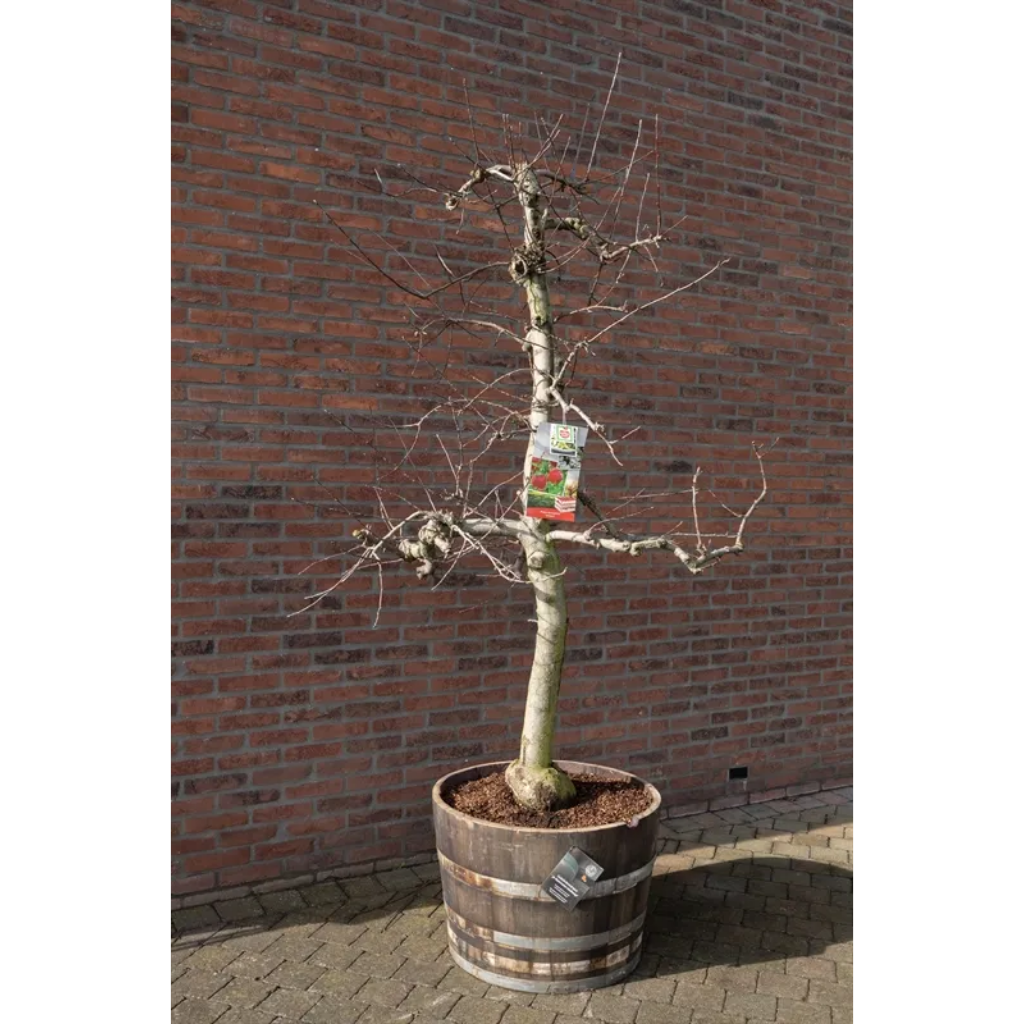 Malus dom. Junami 12 jaar Wijnvat H 250 ø 45 cm