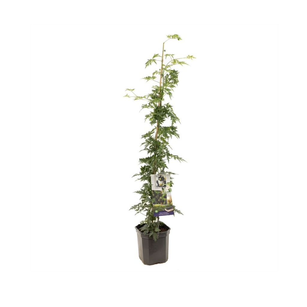 Doornloze braam (Rubus frut. Thornless Evergreen P24) H 150 ø 24 cm