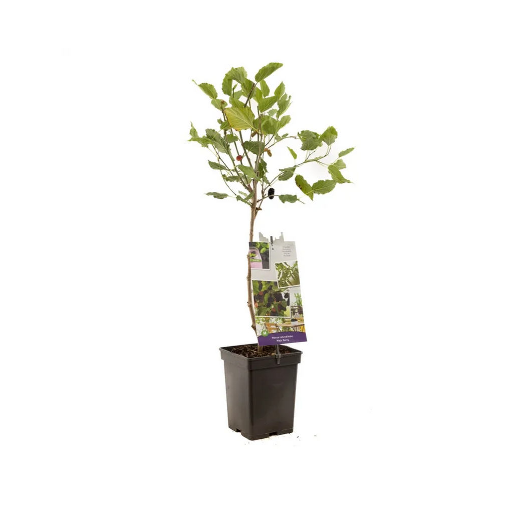 Dwerg moerbei (Morus rotundiloba Mojo Berry) H 90 ø 18 cm