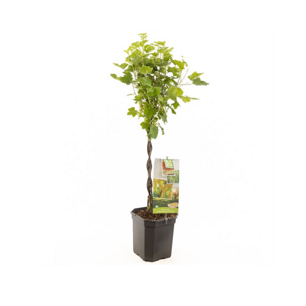 Ribes r. Witte bes gevlochten stam H 110 ø 24 cm