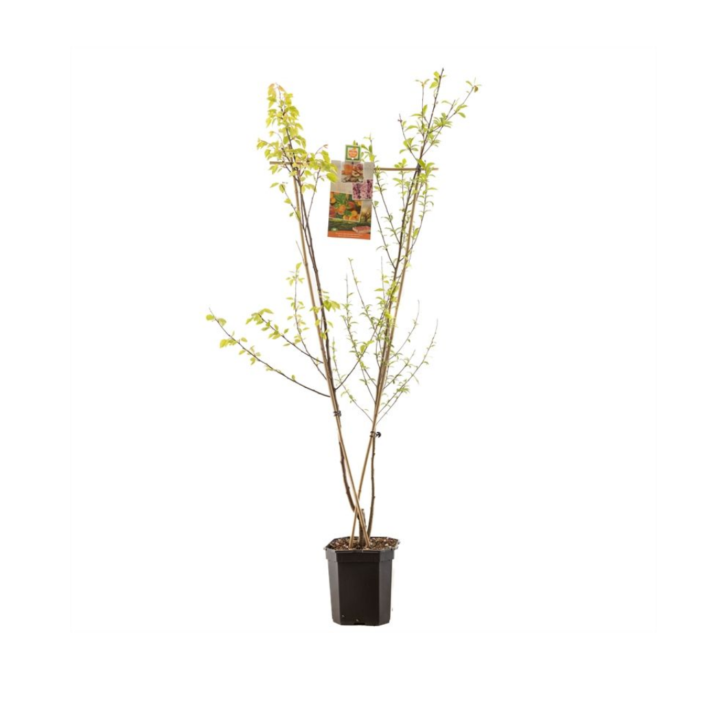 V-Vorm perzik-abrikoos (Prunus Duo Perzik-Abrikoos) H 180 ø 24 cm