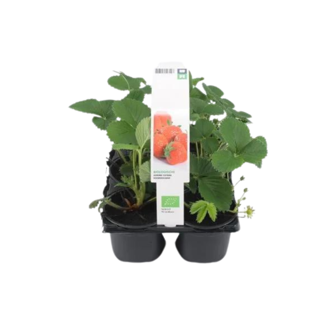 Aardbei laat (Fragaria Salsa) six-pack BIO