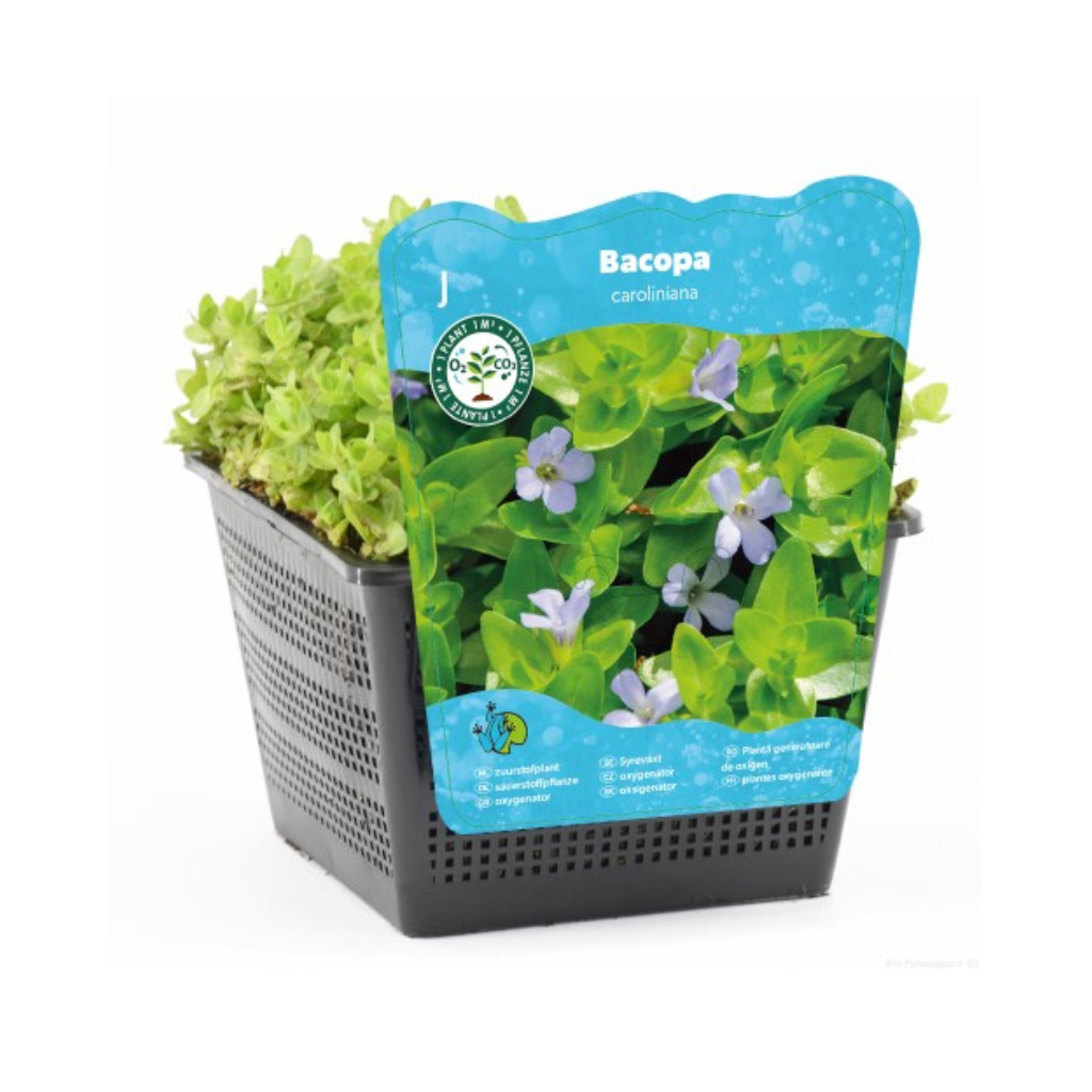 Grote bacopa (Bacopa caroliniana) Potmaat 18