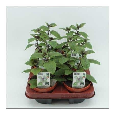 Basilicum "Magic Blue" (Ocimum basilicum) BIO