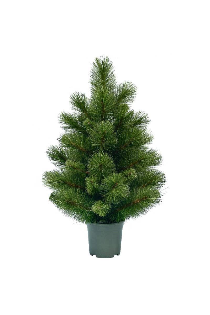 Evergreen tafel kunstkerstboom Woodland spruce 60 cm
