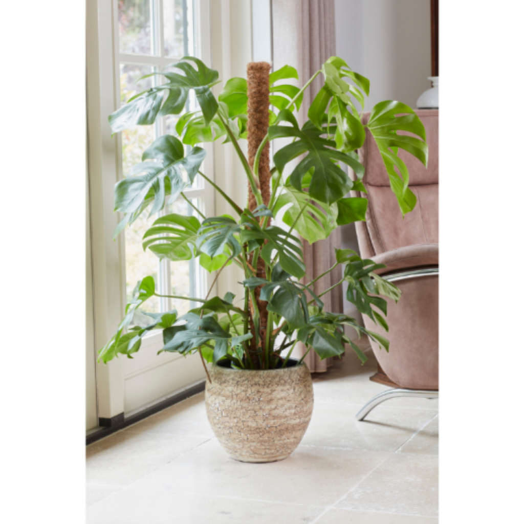 Kokosstok Plantenstok 120 x 3.8 cm