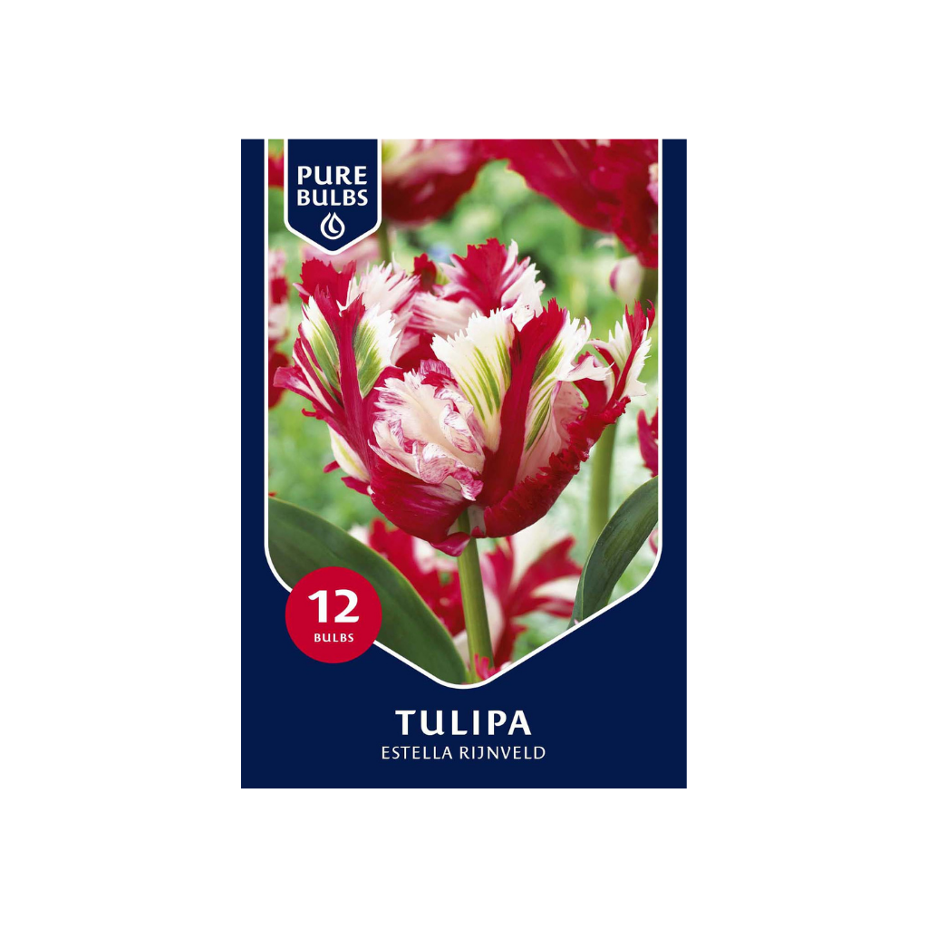 Pure Bulbs Tulipa Estella Rijnveld 12 bollen