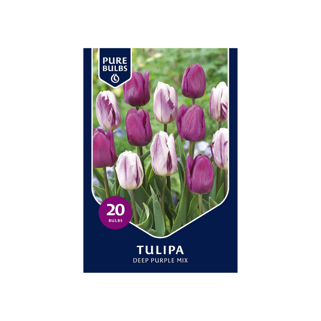 Pure Bulbs Tulipa Deep Purple Mix 12 bollen
