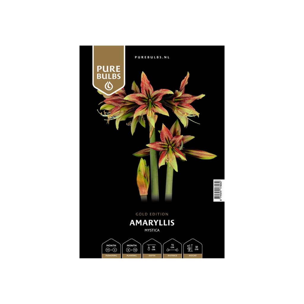 Pure Bulbs Amaryllis Mystica 1 bol