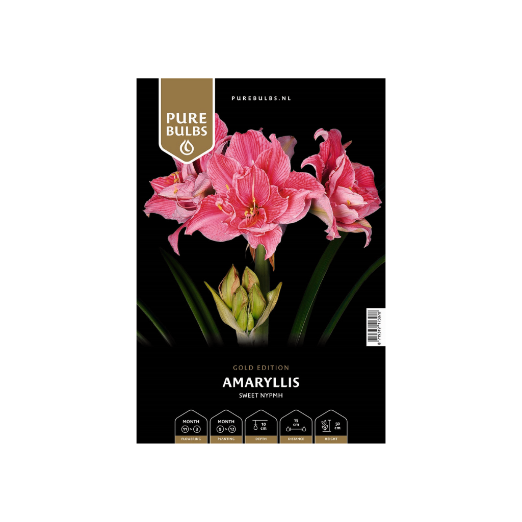 Pure Bulbs Amaryllis Sweet Nypmh 1 bol