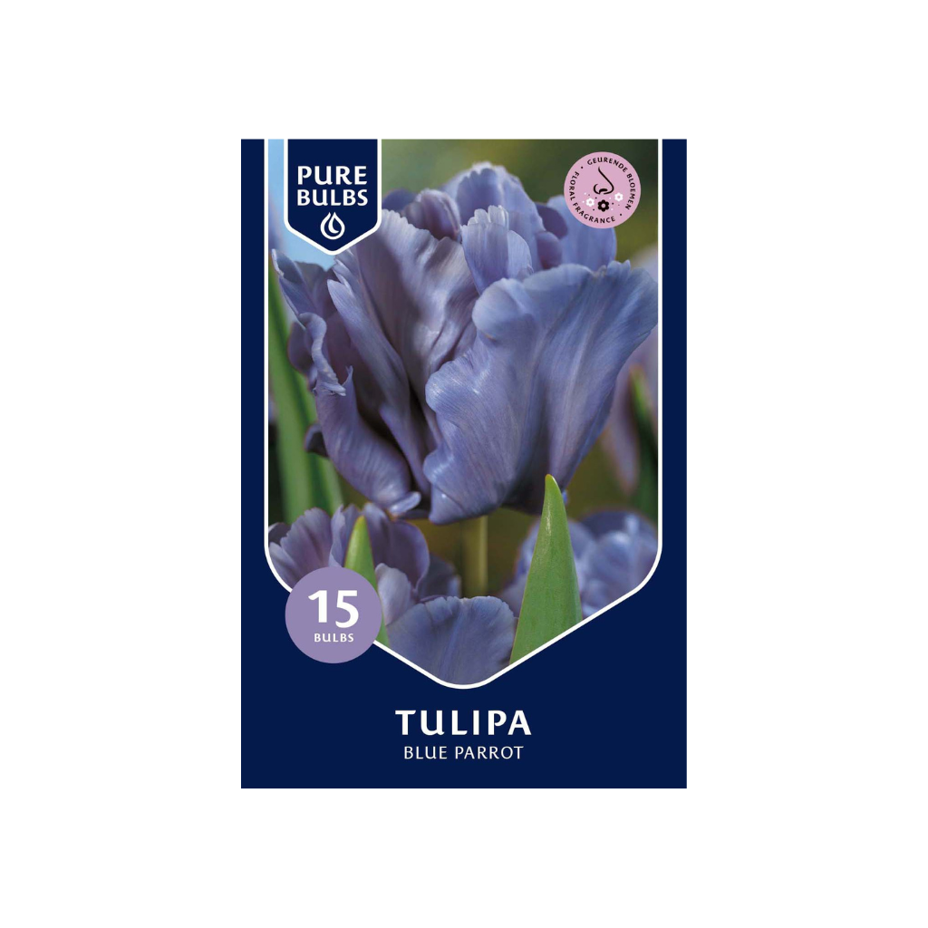 Pure Bulbs Tulipa Blue Parrot 12 bollen