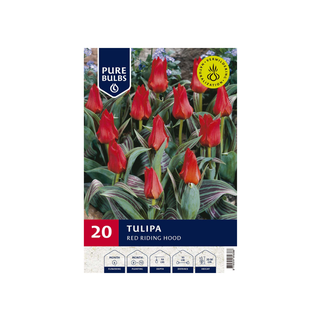 Pure Bulbs Tulipa Red Riding Hood 15 bollen