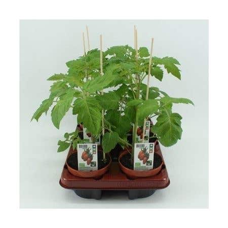 San Marzano tomaat (Lycopersicon esculentum) BIO