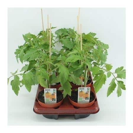 Gele tomaat (Lycopersicon esculentum) BIO