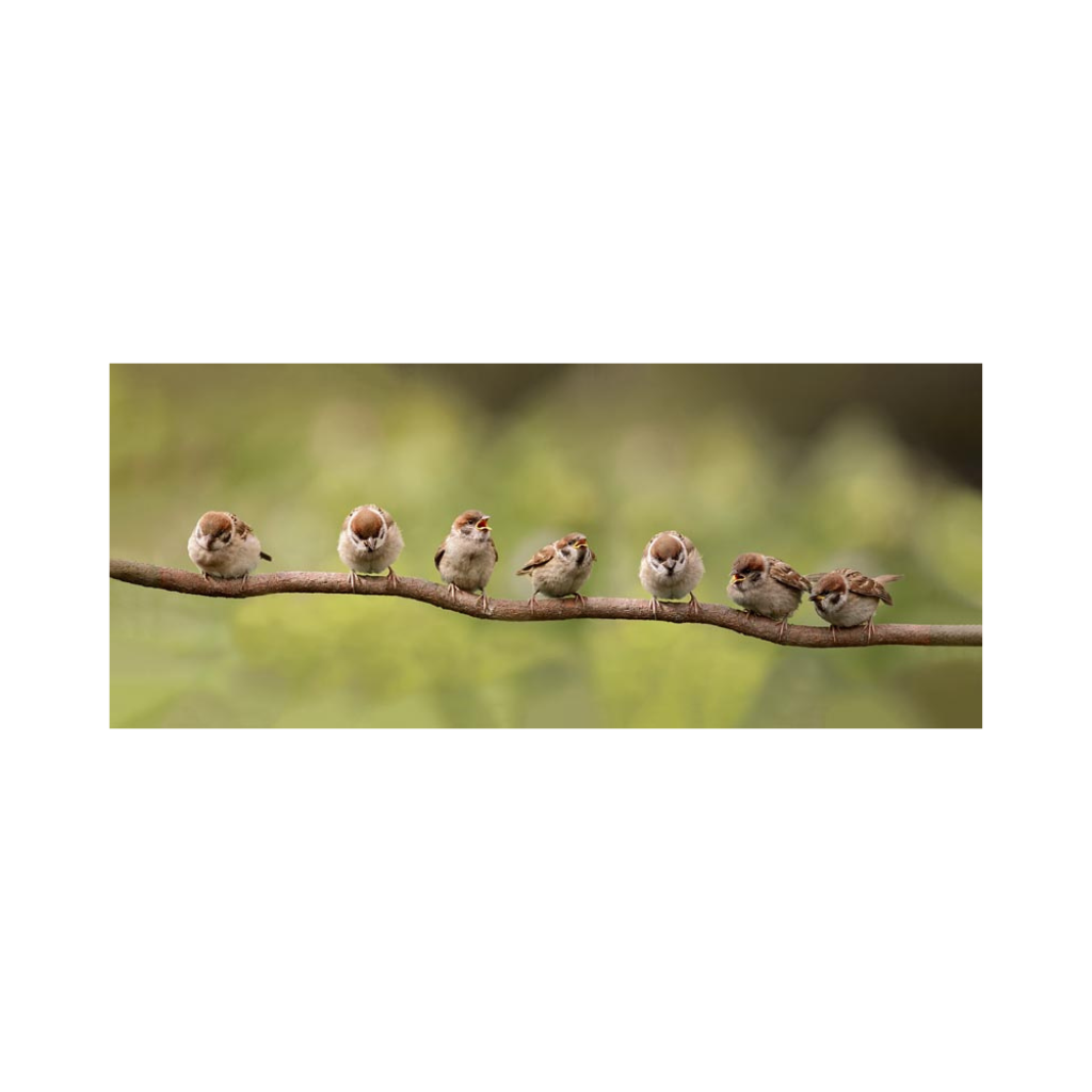 Tuinposter 7 Mussen Op Tak 110 x 45 cm