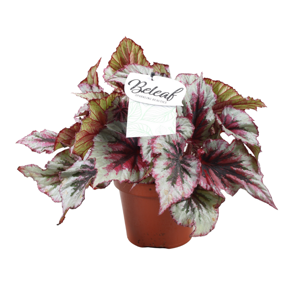 Stippenplant (Begonia Beleaf) 22,5 cm