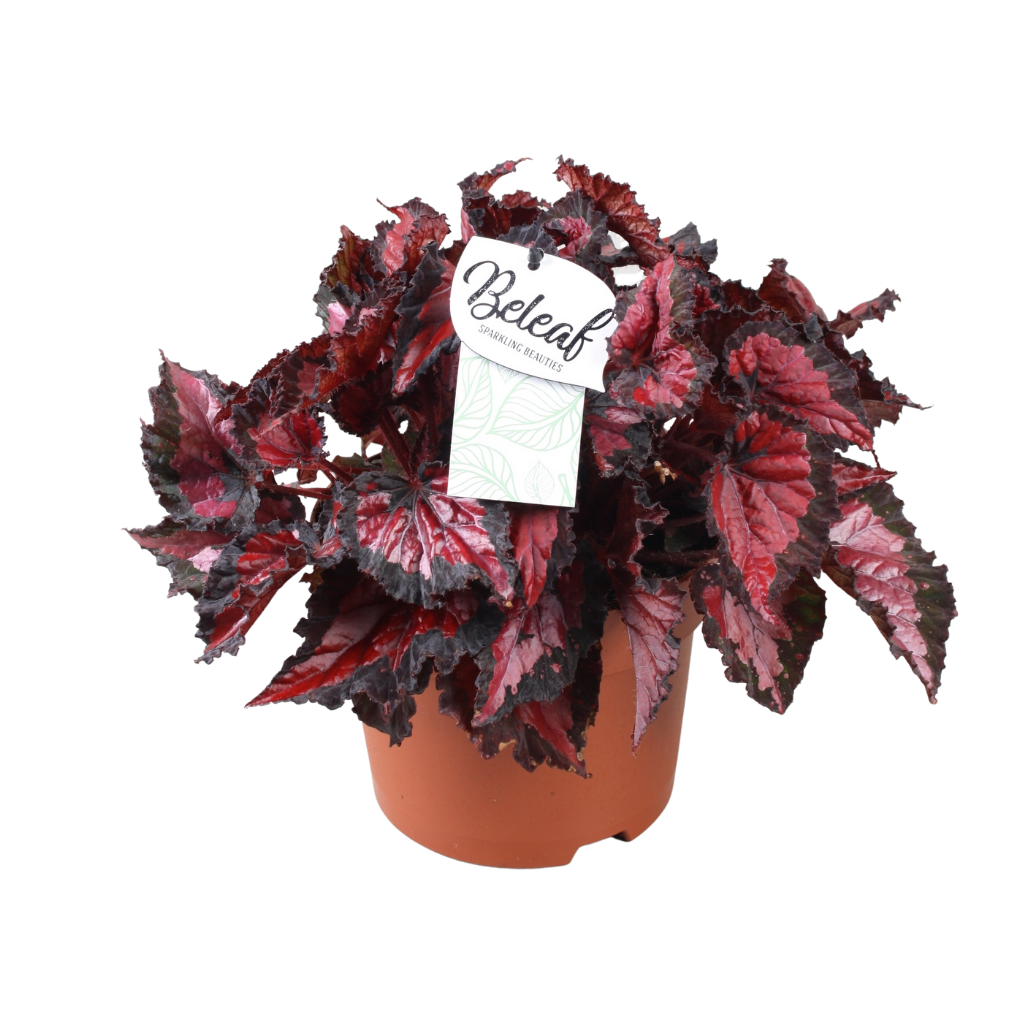 Stippenplant (Begonia Beleaf) 33 cm