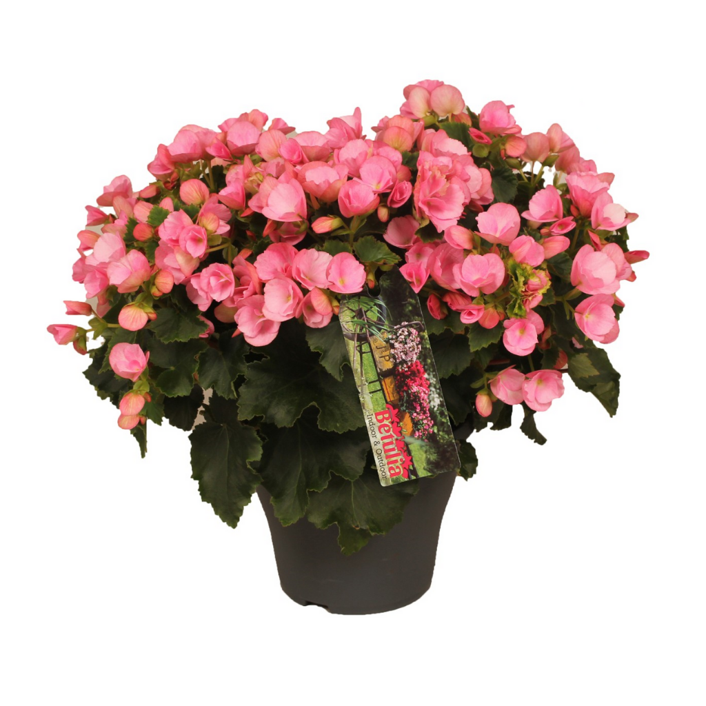 Stippenplant (Begonia Betulia) 32 cm