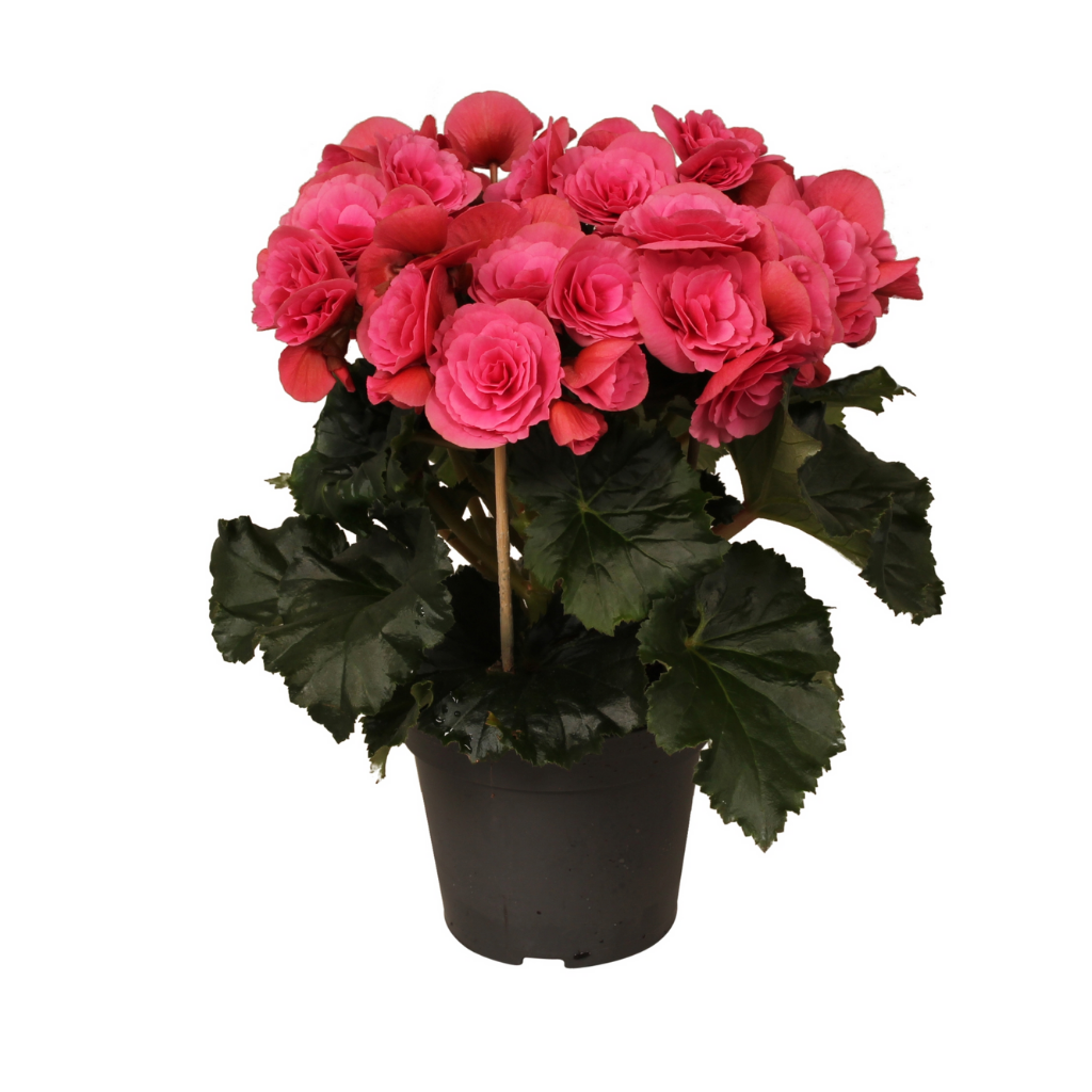 Stippenplant (Begonia Elatior) 28 cm