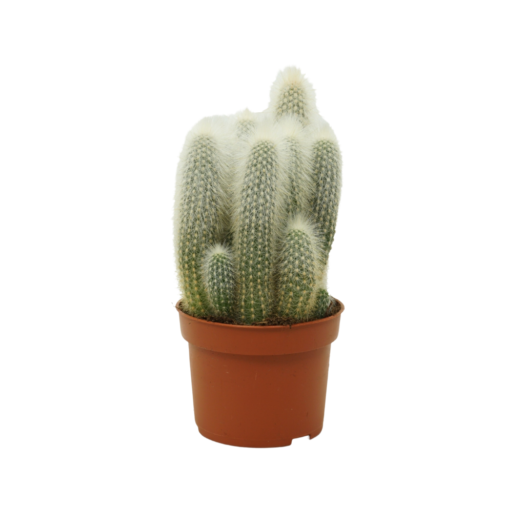 Cactus 15 ø 10,5