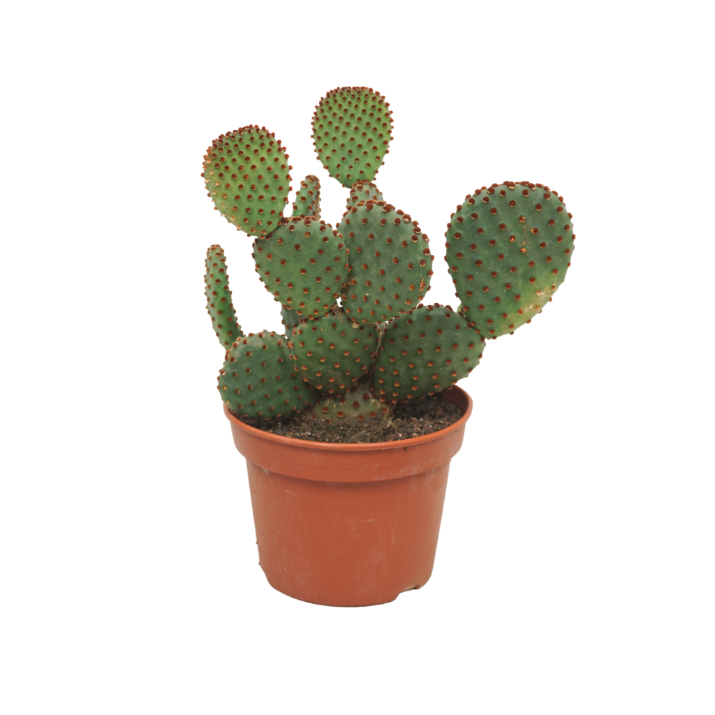 Cactus 22,5 ø 15 cm