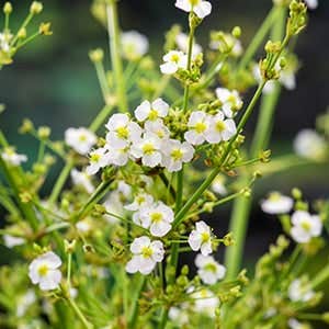 Waterweegbree (Alisma parviflora) Potmaat 18