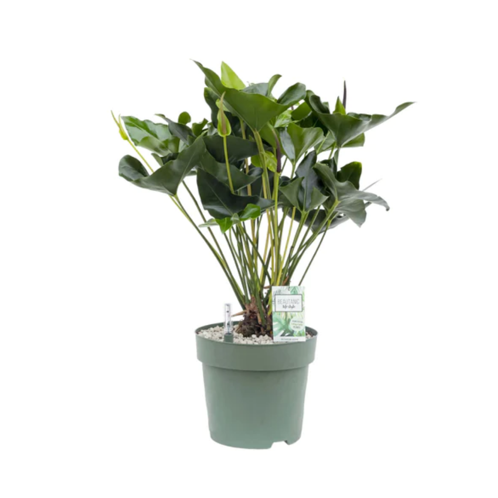 Flamingoplant (Anthurium Arrow) 80