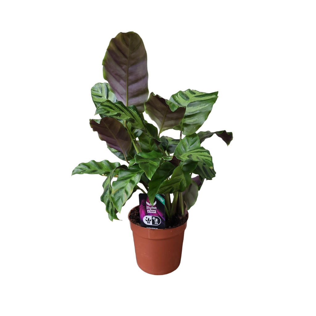 Pauwenplant (Calathea) 30 cm