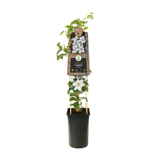 Bosrank (Clematis 'Destiny') H 75