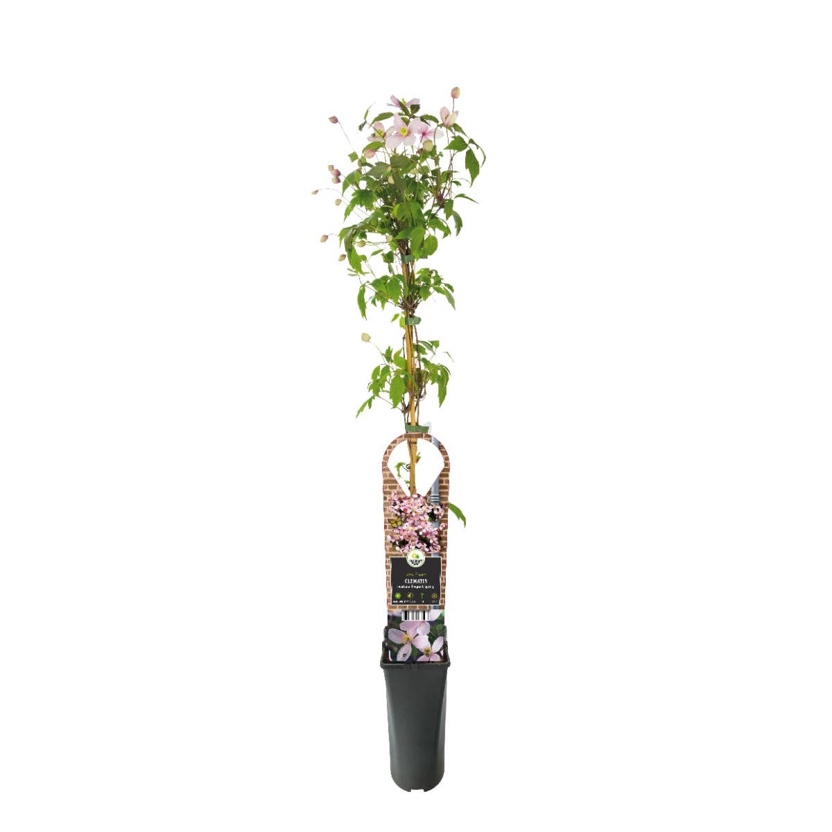 Bosrank (Clematis montana 'Fragrant Spring') H 90
