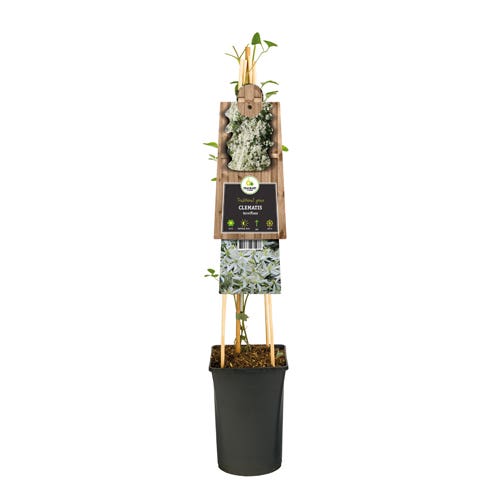 Bosrank (Clematis terniflora) H 75