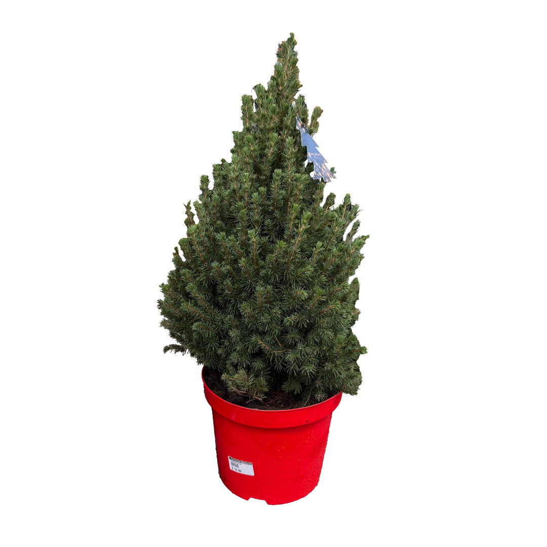 Dwergspar (Picea Glauca Conica) 70 cm