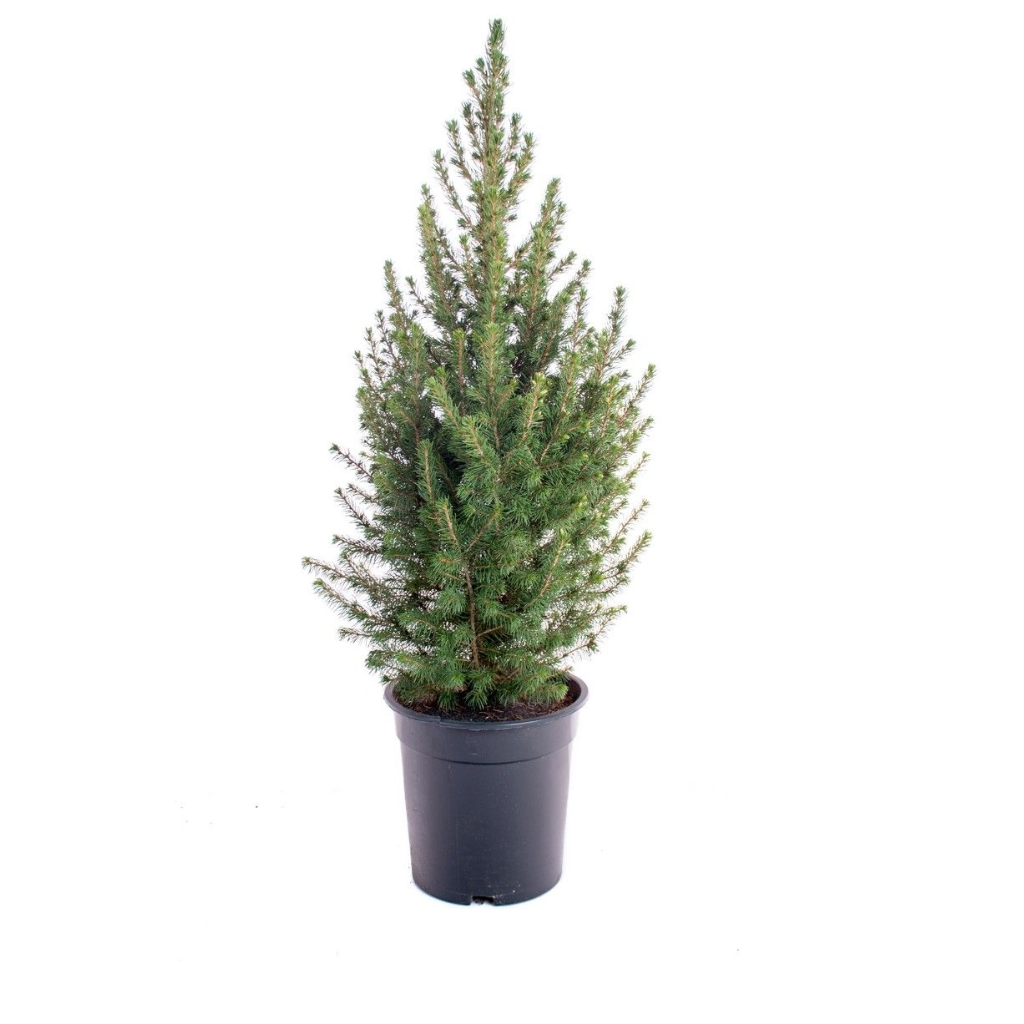 Dwergspar (Picea Glauca Conica) 85 cm