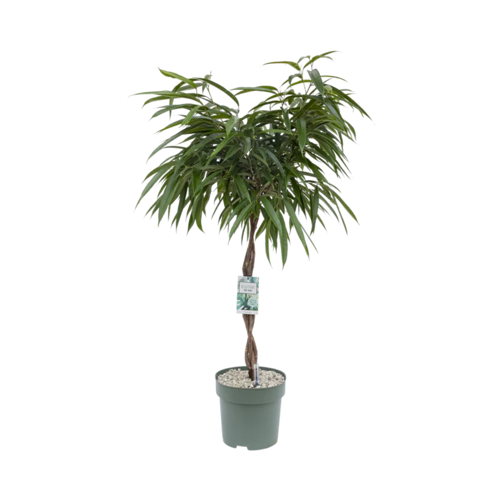 Ficus Alii (Ficus Mahori) 120