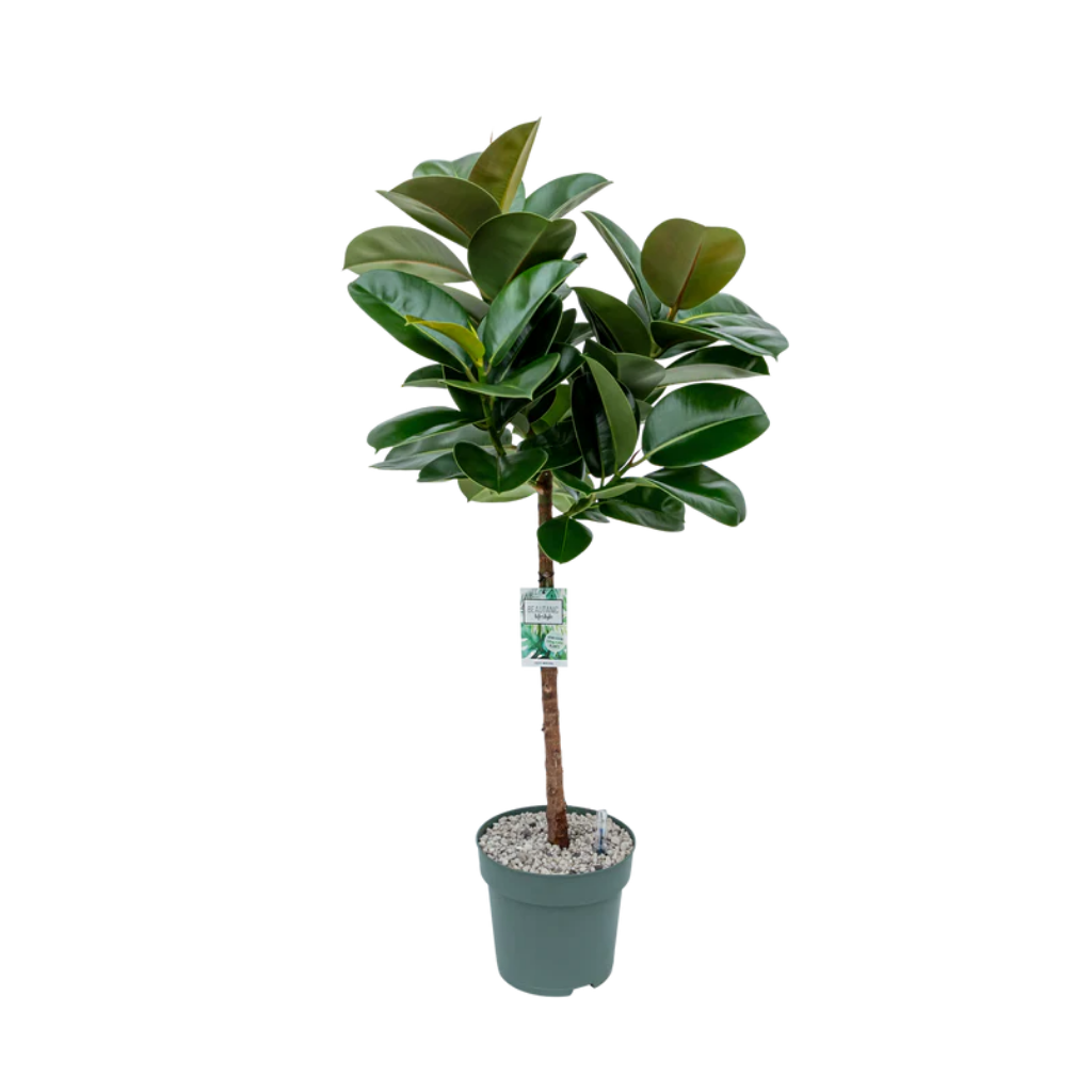 Ficus Makana (Elastica) 130