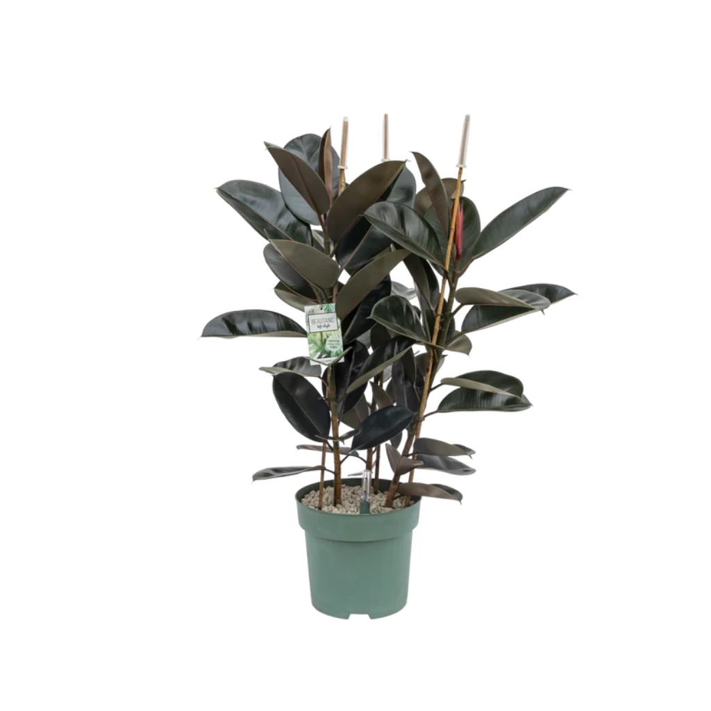 Rubberboom (Ficus Mandela) 130
