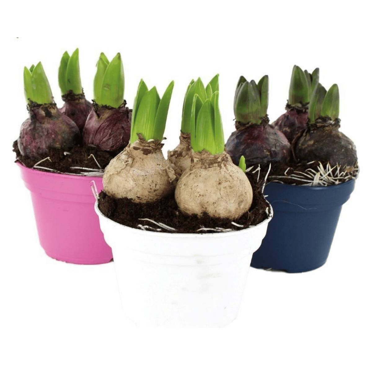 Hyacint (Hyacinthus Orientalis) H 25 Ø 12 cm 