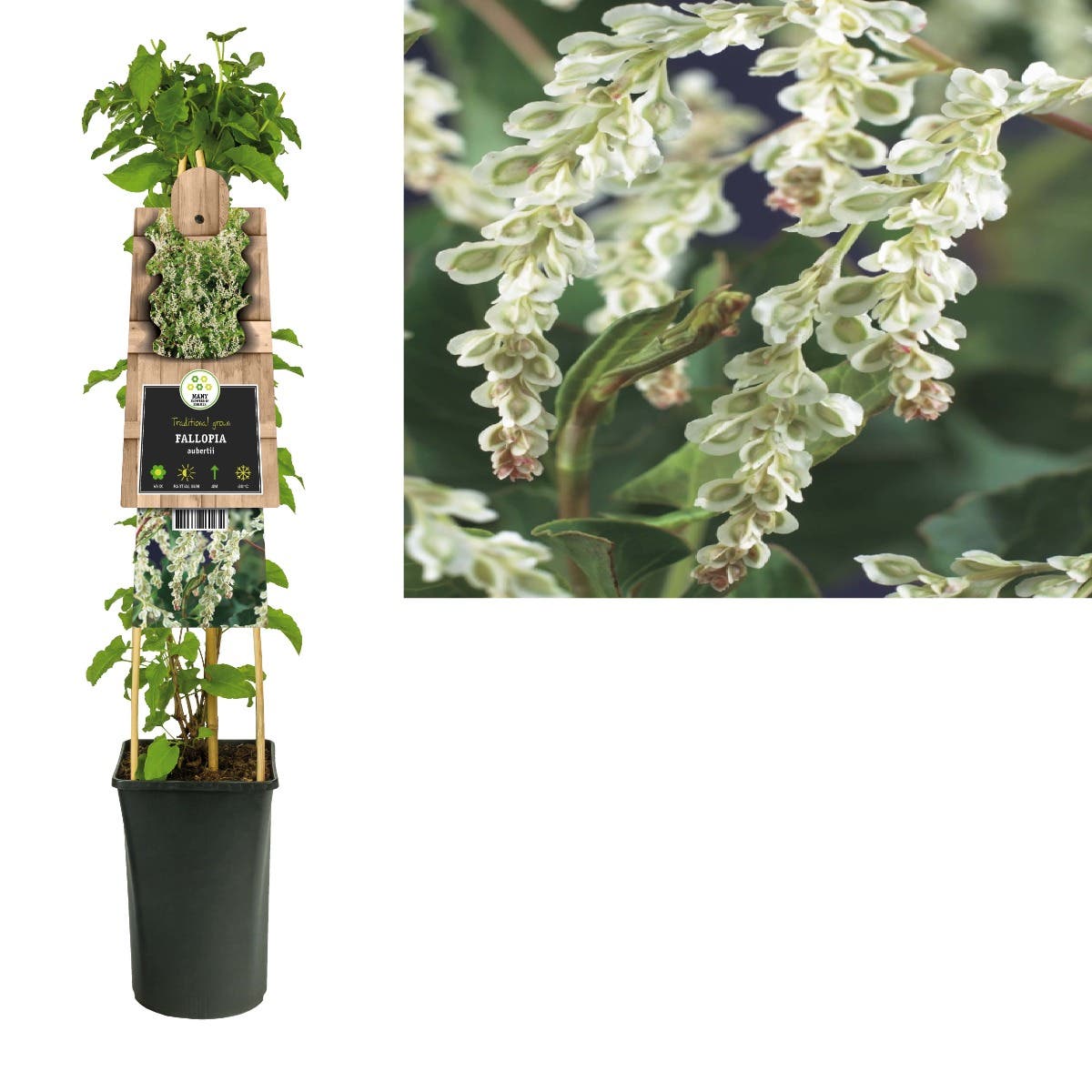 Bruidssluier (Fallopia aubertii) H 75