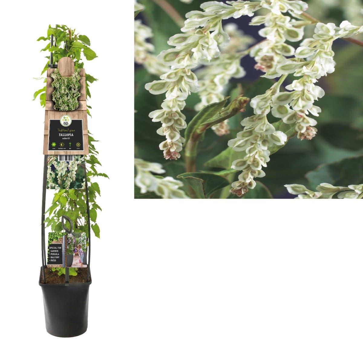 Bruidssluier (Fallopia aubertii) H 120