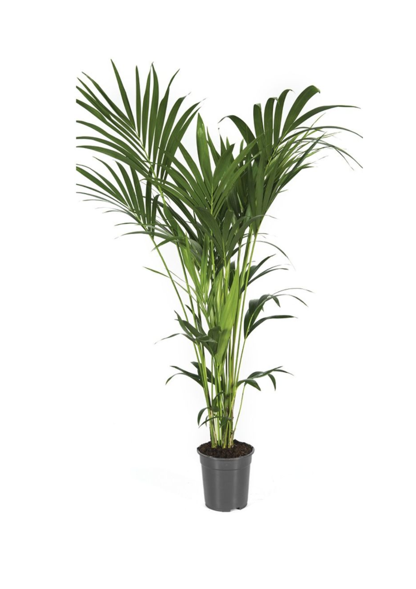 Kentia palm (Howea Forsteriana) 140 cm