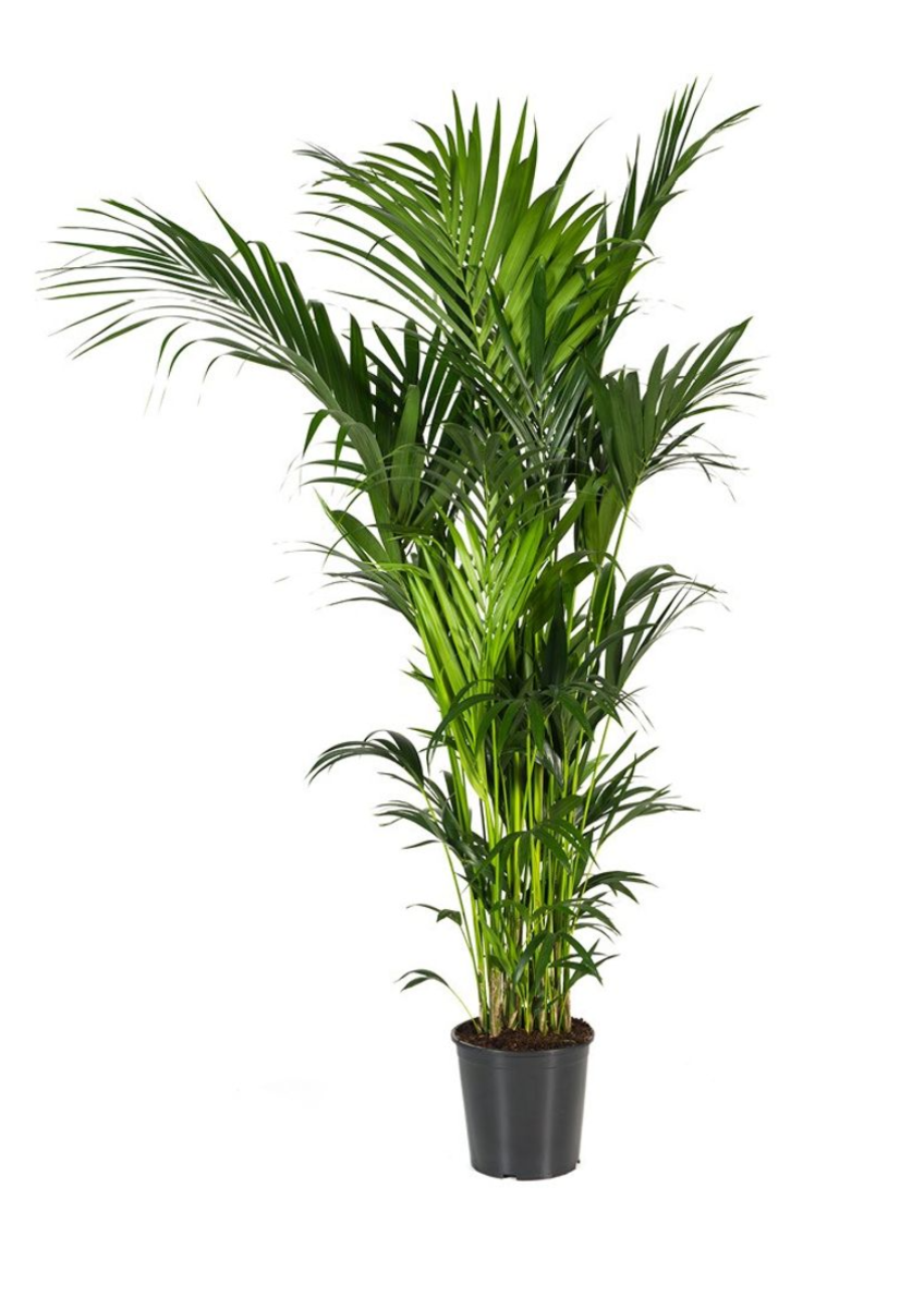 Kentia palm (Howea Forsteriana) 220 cm