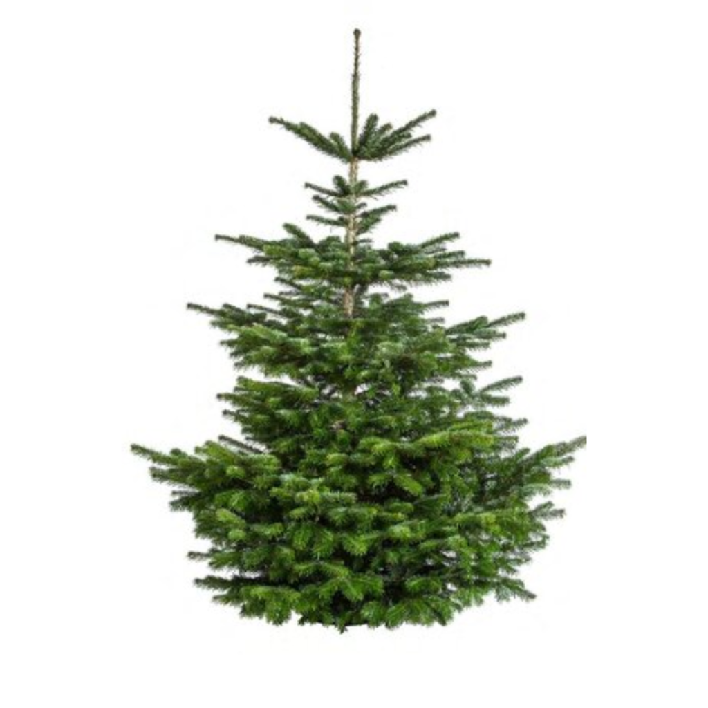 Kerstboom Nordmann gezaagd 100-125 cm