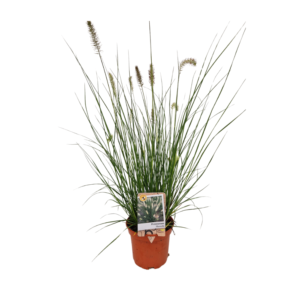 Lampepoetsersgras (Pennisetum alop. 'Hameln') H 40 cm ø 11 cm