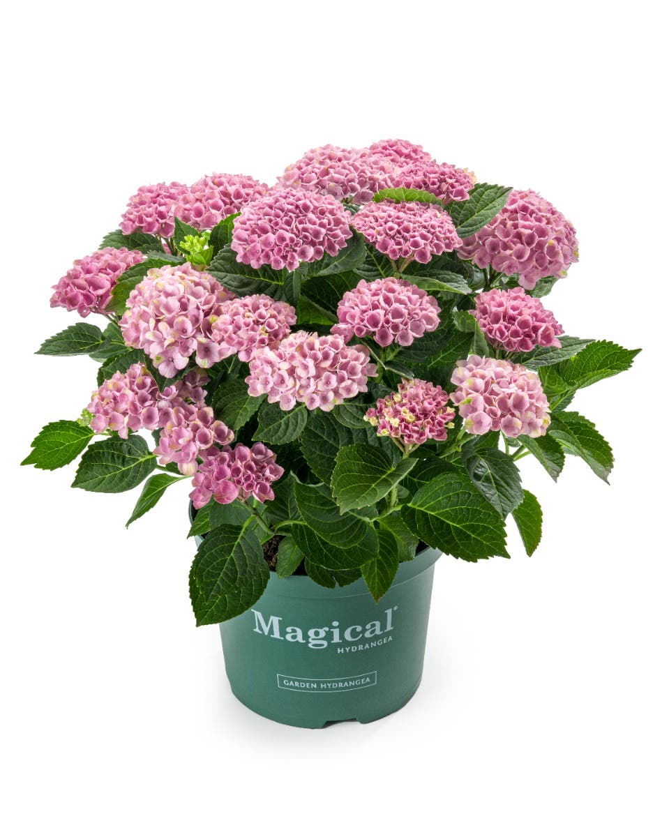 Hortensia (Hydrangea macrophylla Magical Revolution)