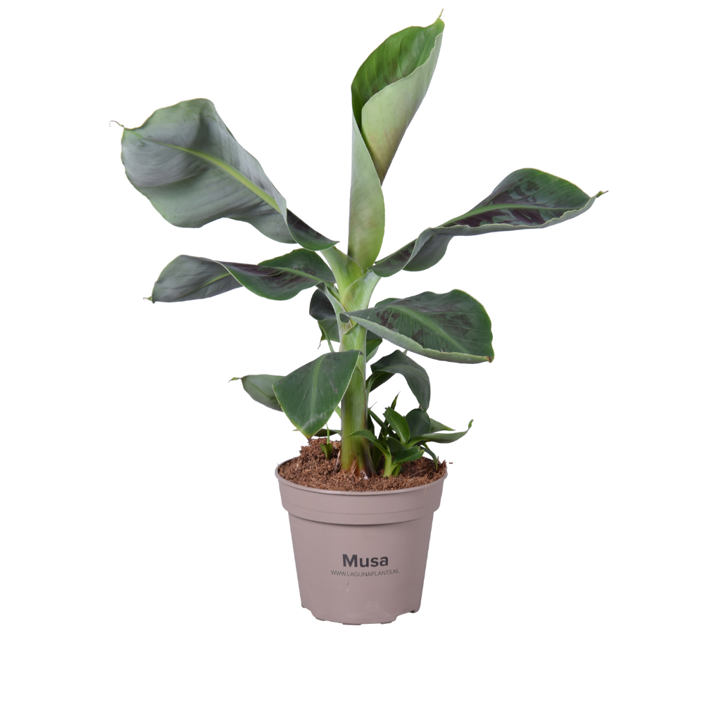 Bananen plant Musa Tropicana H 50 ø 12 cm