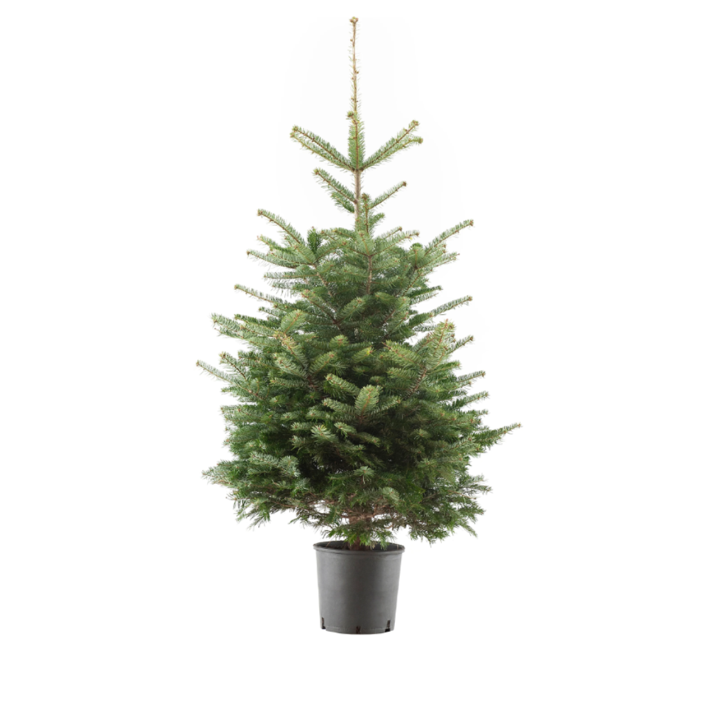 Kerstboom Nordmann 100-125 cm in pot